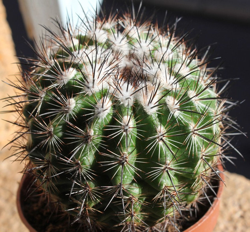 Cactée à identifier (3)