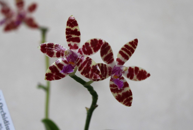 Phalaenopsis hieroglyphica X mariae