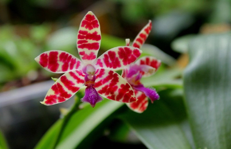 Phalaenopsis hieroglyphica X mariae