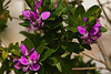 20120320 8254RAw [TR] Kusadasi, Hotel Alkoclar