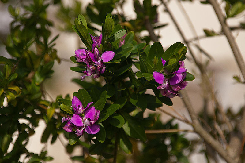 20120320 8253RAw [TR] Kusadasi, Hotel Alkoclar