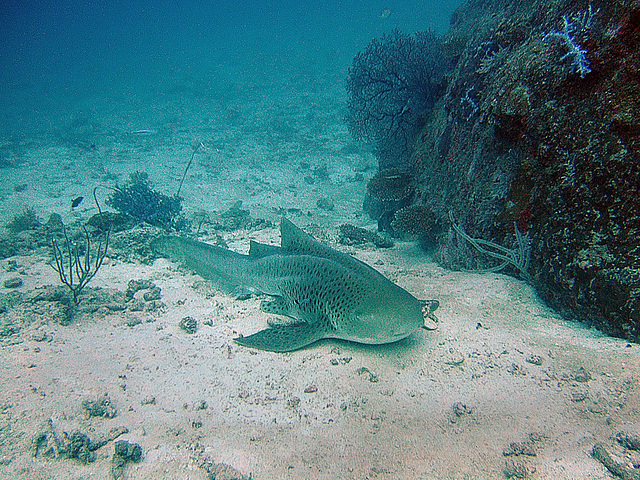 A leopard shark at the morning dive