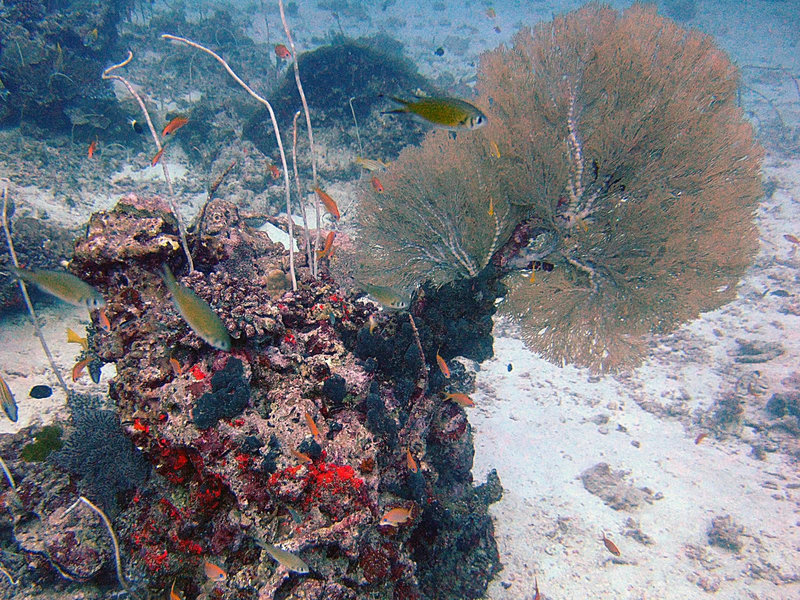 Under water sea fan