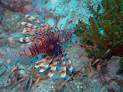 Pterois known as Lionfish