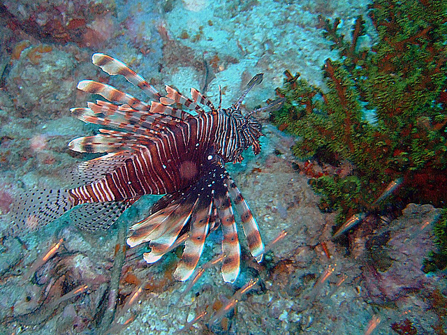 Pterois known as Lionfish