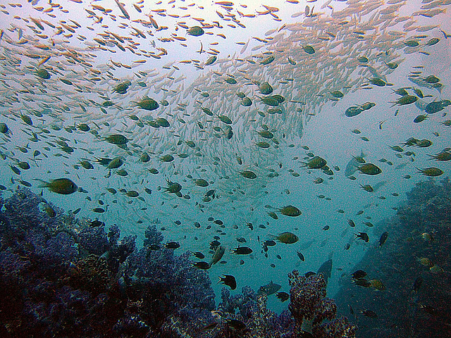 Fish swarm over soft corals