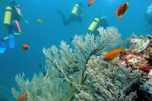 Bleached sea fans