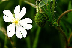 FLEUR DES CHAMPS*** FLEUR DES CHAMPS***