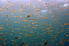 Barracuda in its position behind the fish swarm