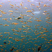 Barracuda in its position behind the fish swarm