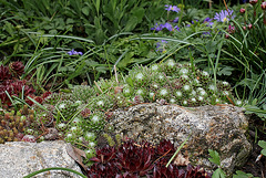 Sempervivum arachnoïdeum