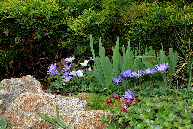 Anemones blanda