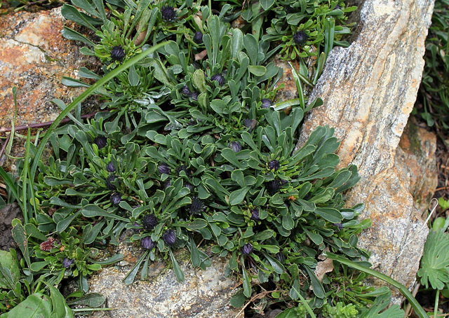 Globularia cordifolia (2)