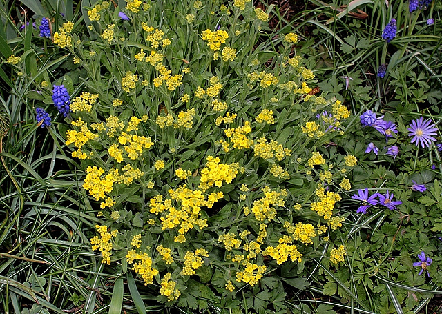 Aurinia saxatilis-alysse corbeille d'or
