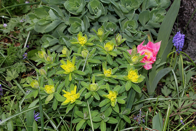 Euphorbia polychroma  (2)