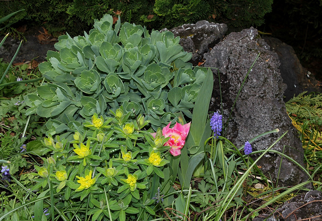 Euphorbia polychroma