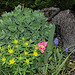 Euphorbia polychroma