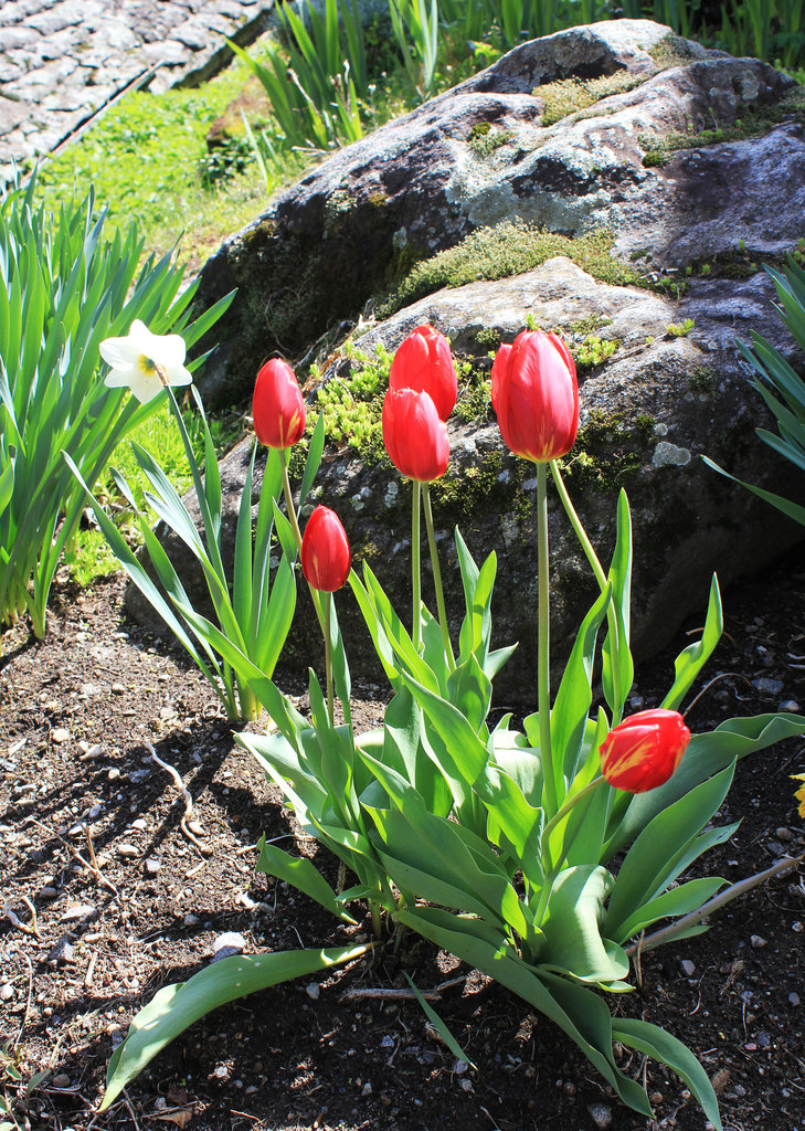 Tulpen