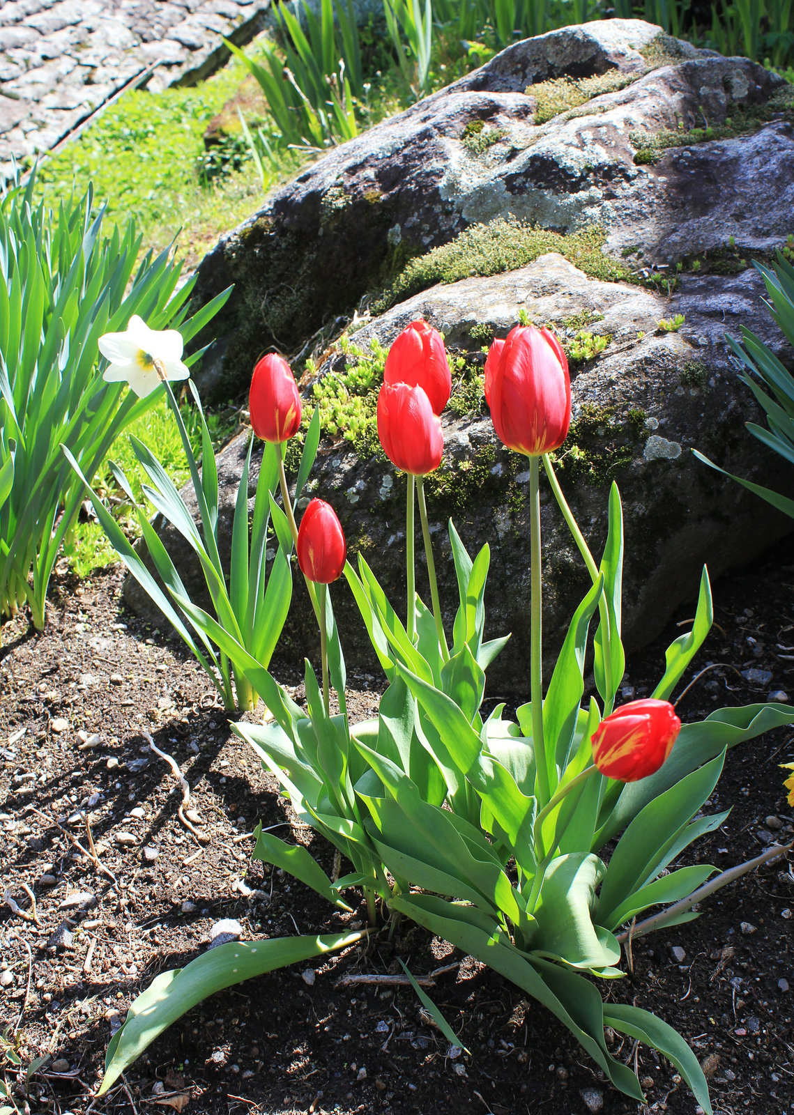 Tulpen
