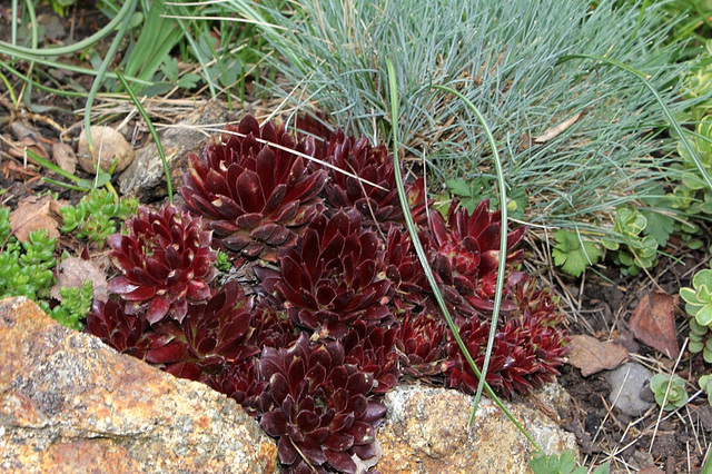 Sempervivum