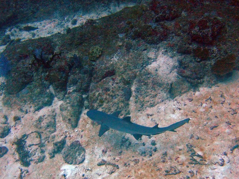 Whitetip reef shark