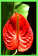 ANTHURIUM ROUGE****