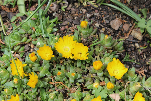 Delosperma congestum