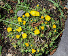 Delosperma congestum (2)