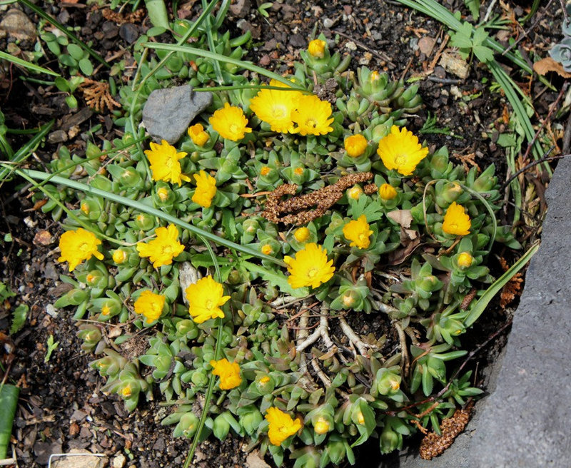 Delosperma congestum (2)