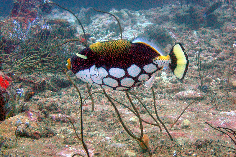 Clown triggerfish