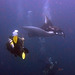The diver and the manta ray