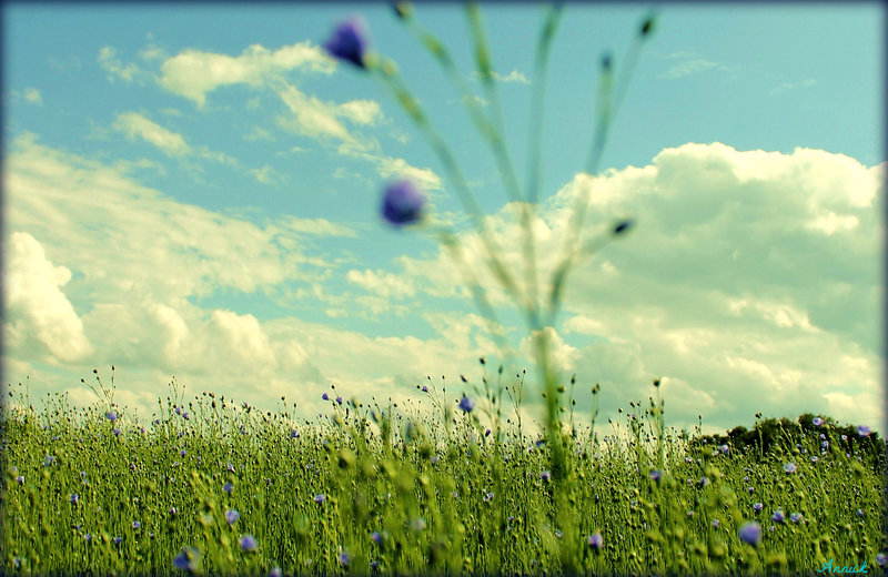 ENTRE LES NUAGES****
