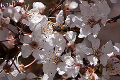 20120320 8205RAw [TR] Sirince, Frühling