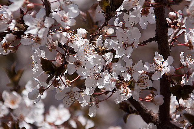 20120320 8204RAw [TR] Sirince, Frühling