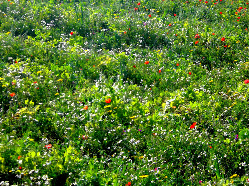 champs de petits pois envahit par des coquelicots..!