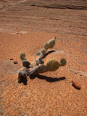 Hike To Tower Butte (2576)