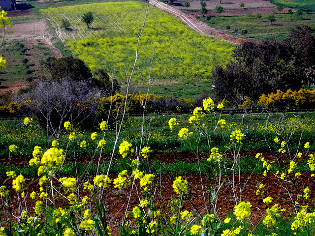 La campagne fleurie..Aujourd'hui le 03/04/2012