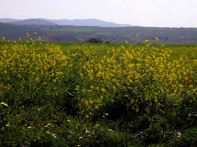 Une campagne bien fleurie..!