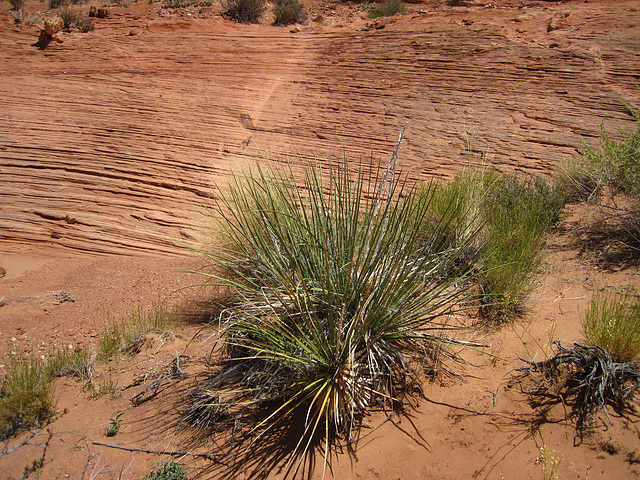 Hike To Tower Butte (2598)