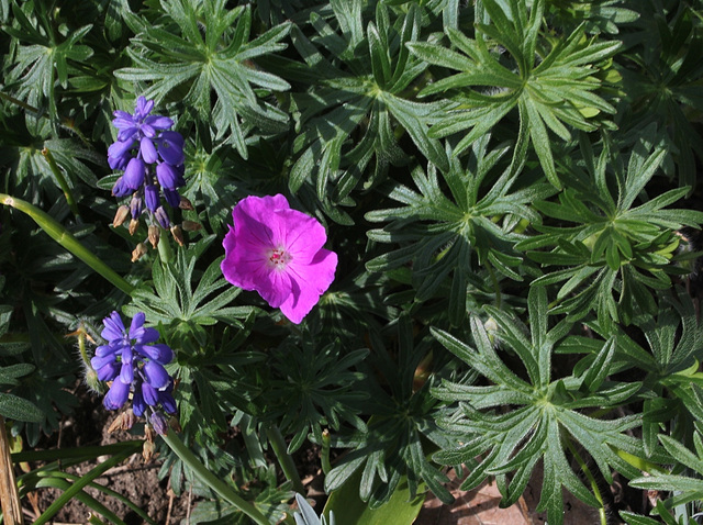 1ere fleur de Geranium sanguineum