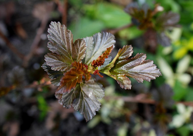 Physocarpus