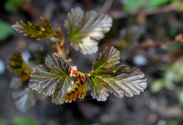 Physocarpus
