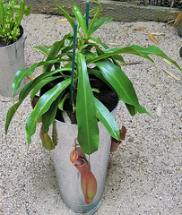 Plante carnivore