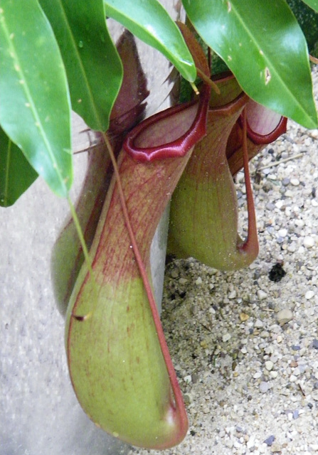 Plante carnivore : Nepenthes serait son nom !