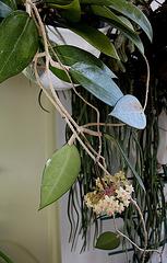 Hoya sp. affin.  parasitica