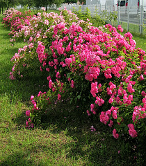 Massif de roses