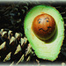 MON AVOCAT !!