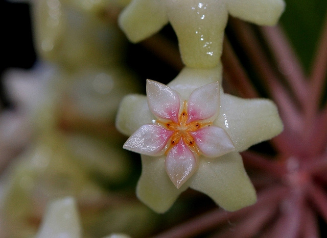 Hoya sp. affin.  parasitica