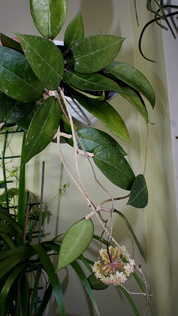 Hoya sp. affin.  parasitica