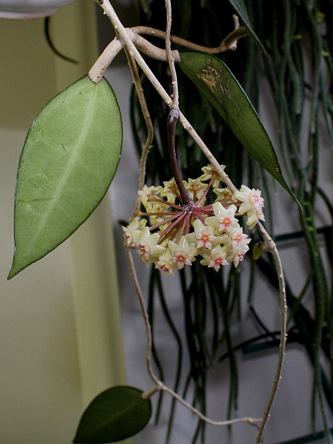 Hoya sp. affin.  parasitica